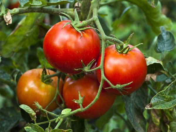 grow-tomato
