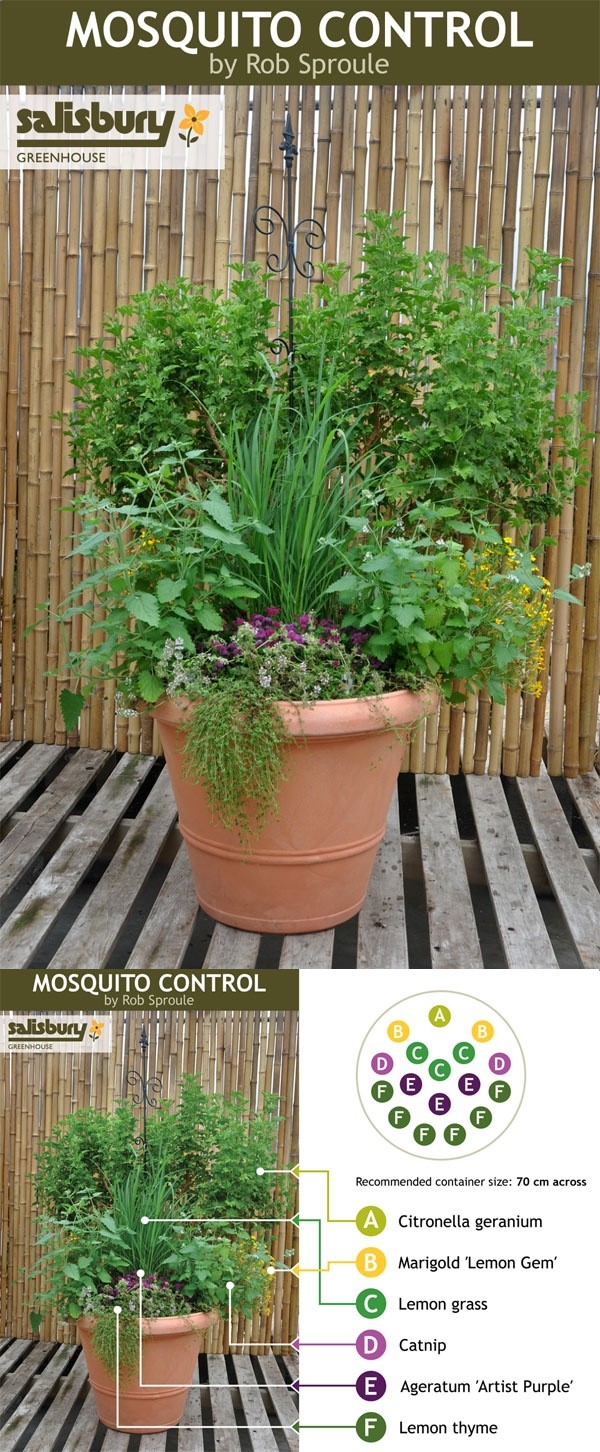 mosquito-repelling_planters